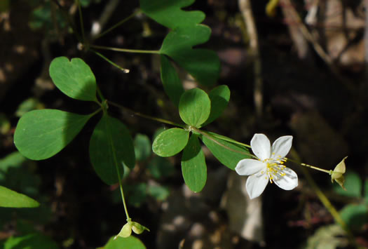 False Rue Anemone (Enemion biternatum)