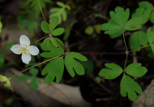 image of Enemion biternatum, False Rue-anemone, Isopyrum