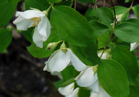 image of Philadelphus pubescens, Ozark Mock-orange, Hairy Mock-orange