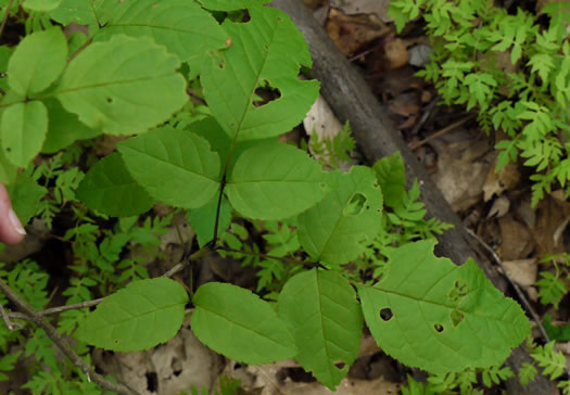 image of Fraxinus quadrangulata, Blue Ash