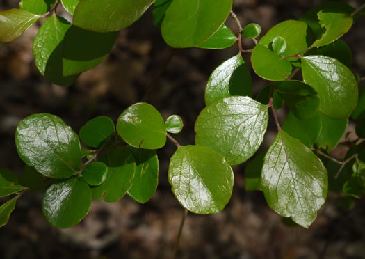 image of Vaccinium arboreum, Sparkleberry, Farkleberry