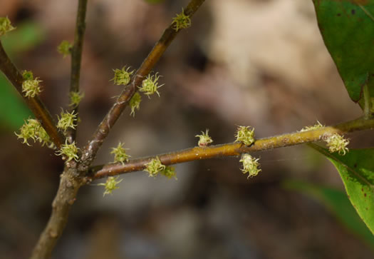 Pocossin Bayberry