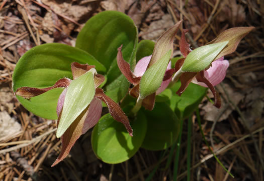 image of Cypripedium acaule, Pink Lady's Slipper, Mocassin Flower