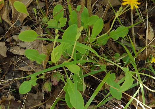 image of Krigia biflora ssp. biflora, Orange Dwarf-dandelion, Two-flower Dwarf-dandelion, Two-flower Cynthia, Twin-flowered Cynthia