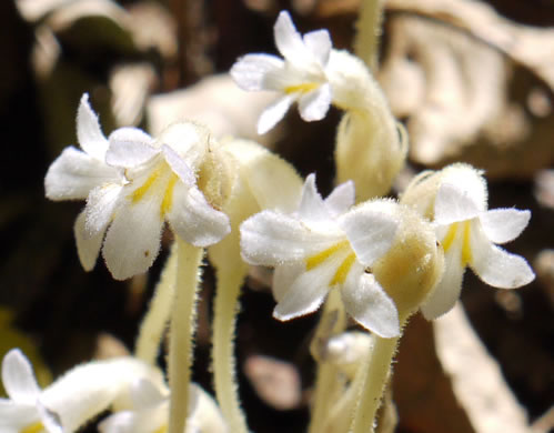 One-flowered Cancer-root