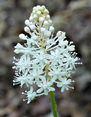 image of Amianthium muscitoxicum, Fly-poison