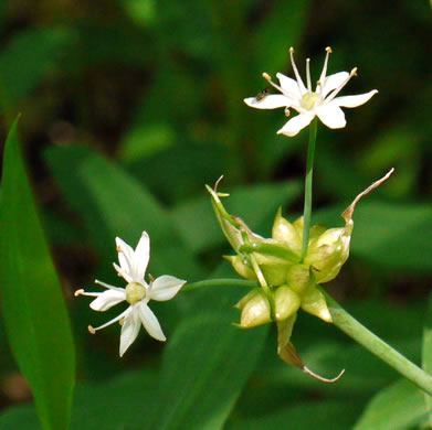 image of Allium canadense, Wild Onion, Meadow Garlic