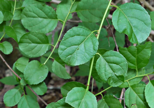 image of Celastrus orbiculatus, Oriental Bittersweet