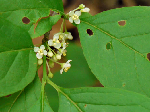 image of Ilex montana, Mountain Holly, Mountain Winterberry