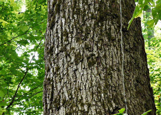 image of Magnolia acuminata var. acuminata, Cucumber Magnolia, Cucumber-tree