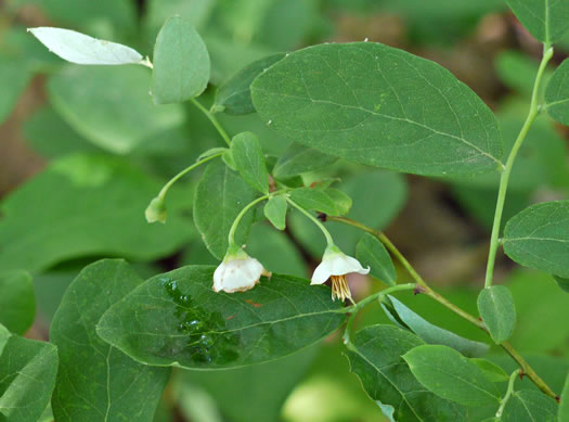 image of Vaccinium stamineum var. 2, Appalachian Deerberry