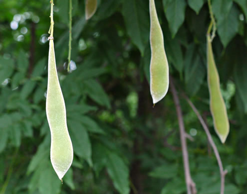 image of Wisteria sinensis, Chinese Wisteria