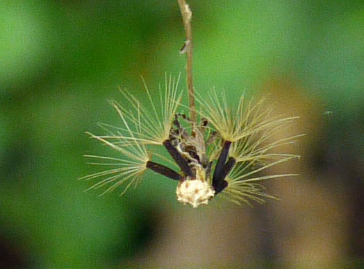 image of Hieracium venosum, Rattlesnake Hawkweed, Rattlesnake Weed, Veiny Hawkweed