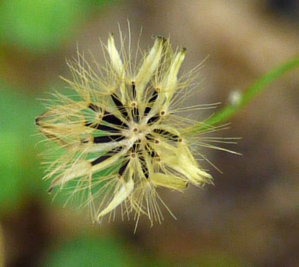 image of Hieracium venosum, Rattlesnake Hawkweed, Rattlesnake Weed, Veiny Hawkweed