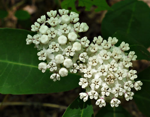 image of Asclepias variegata, White Milkweed, Redring Milkweed, Variegated Milkweed