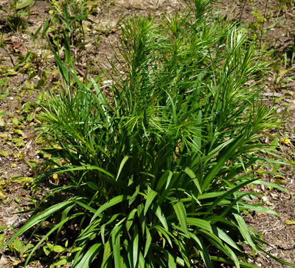 image of Liatris spicata, Dense Blazing-star, Mountain Blazing-star, Florist's Gayfeather, Dense Gayfeather