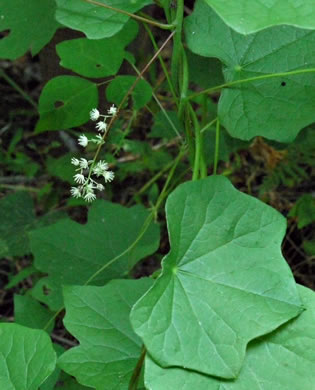 image of Menispermum canadense, Moonseed, Yellow Parilla