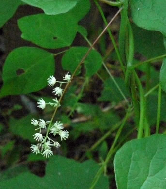 panicle