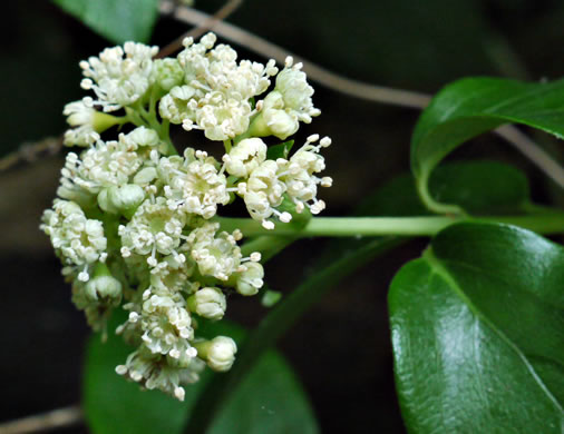 image of Hydrangea barbara, Climbing Hydrangea, Woodvamp, Decumaria, Decumary