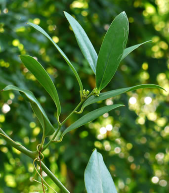 image of Smilax laurifolia, Bamboo-vine, Blaspheme-vine, Wild Bamboo, Laurel-leaf Greenbriar