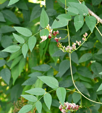 image of Apios americana, American Groundnut, Common Groundnut