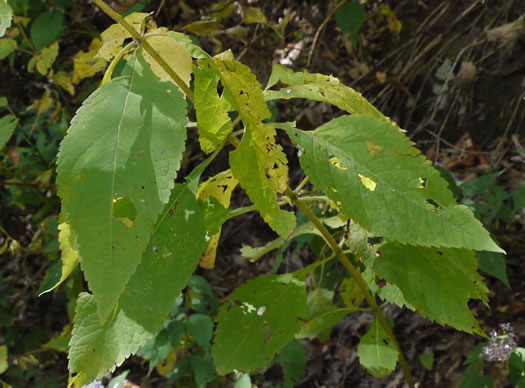 Eutrochium steelei, Appalachian Joe-pye-weed, Steele's Joe-pye-weed