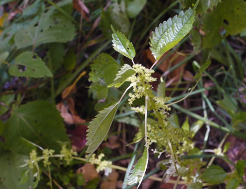 image of Pilea pumila, Greenfruit Clearweed, Richweed, Coolwort, Canadian Clearweed