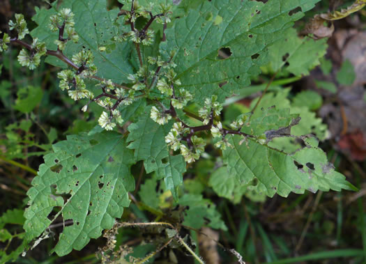 image of Laportea canadensis, Canada Wood-nettle