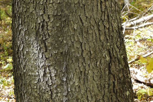 image of Prunus serotina var. serotina, Black Cherry, Eastern Wild Black Cherry, Bird Cherry