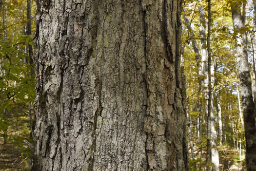 image of Acer saccharum var. saccharum, Sugar Maple, Hard Maple, Sugar-tree