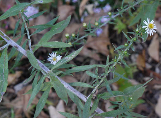 image of Symphyotrichum pilosum var. pilosum, Frost Aster, White Heath Aster