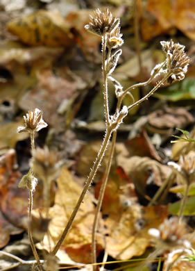 image of Elephantopus tomentosus, Common Elephant's Foot, Upland Elephant's Foot, Woodland Elephant's Foot