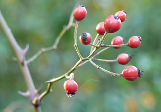 image of Rosa multiflora, Multiflora Rose