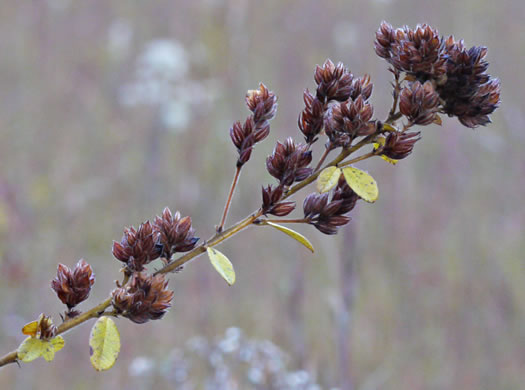 image of Lespedeza hirta +, Hairy Bush-clover, Hairy Lespedeza, Silvery Lespedeza