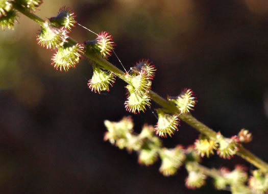 image of Agrimonia parviflora, Southern Agrimony, Small-flowered Agrimony, Harvestlice