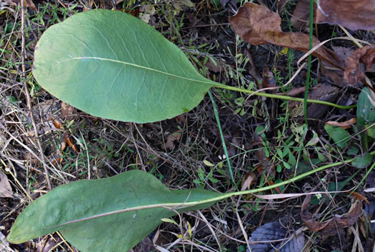 image of Silphium terebinthinaceum, Prairie-dock, Broadleaf Prairie-dock