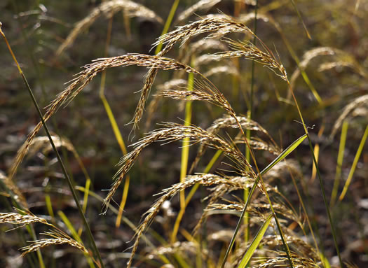 image of Sorghastrum elliottii, Elliot's Indiangrass, Slender Indiangrass, Nodding Indiangrass