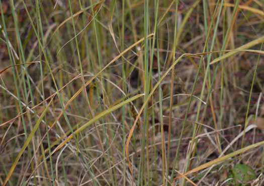 image of Sorghastrum elliottii, Elliot's Indiangrass, Slender Indiangrass, Nodding Indiangrass