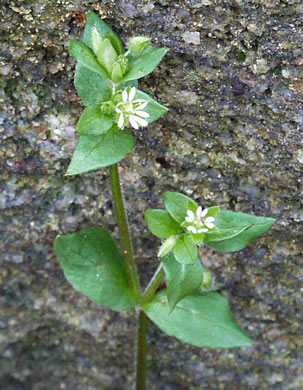 image of Stellaria media, Common Chickweed