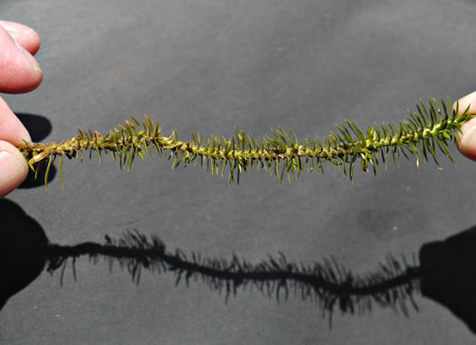 image of Huperzia lucidula, Shining Clubmoss, Shining Firmoss