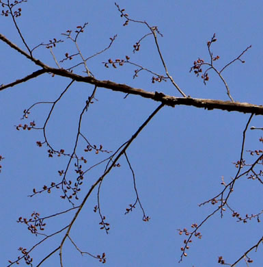 Winged Elm