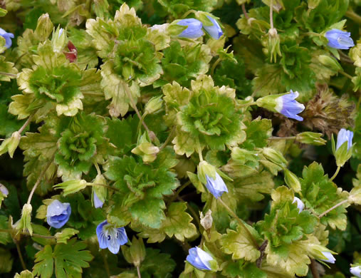 image of Veronica persica, Bird's-eye Speedwell