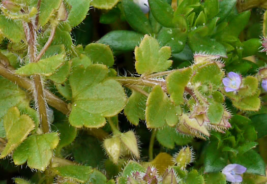 image of Veronica hederifolia, Ivyleaf Speedwell