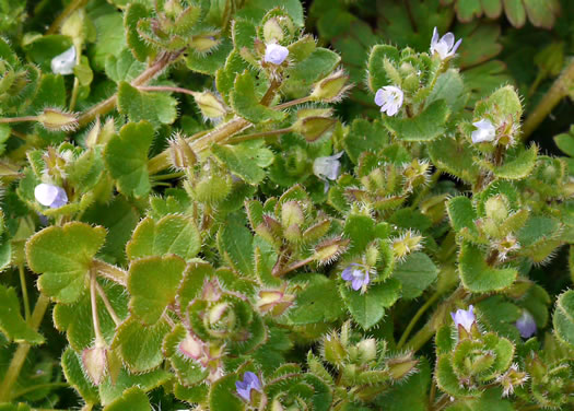 image of Veronica hederifolia, Ivyleaf Speedwell