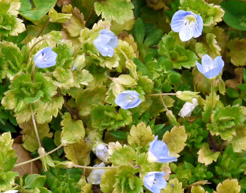 image of Veronica persica, Bird's-eye Speedwell