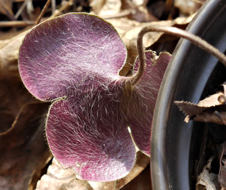 Hepatica americana, Round-lobed Hepatica, Round-lobed Liverleaf