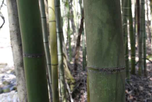 image of Phyllostachys bambusoides, Giant Timber Bamboo, Japanese Timber Bamboo