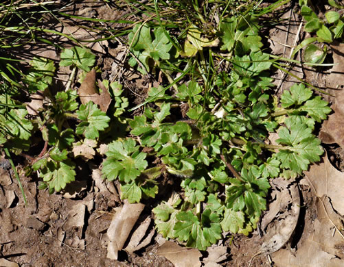 image of Ranunculus parviflorus, Small-flowered Buttercup, Stickseed Crowfoot