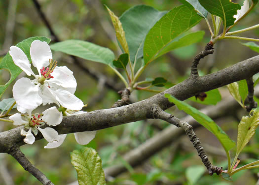 image of Malus angustifolia, Southern Crabapple, Wild Crabapple