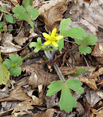 image of Ranunculus hispidus, Hispid Buttercup, Hairy Buttercup